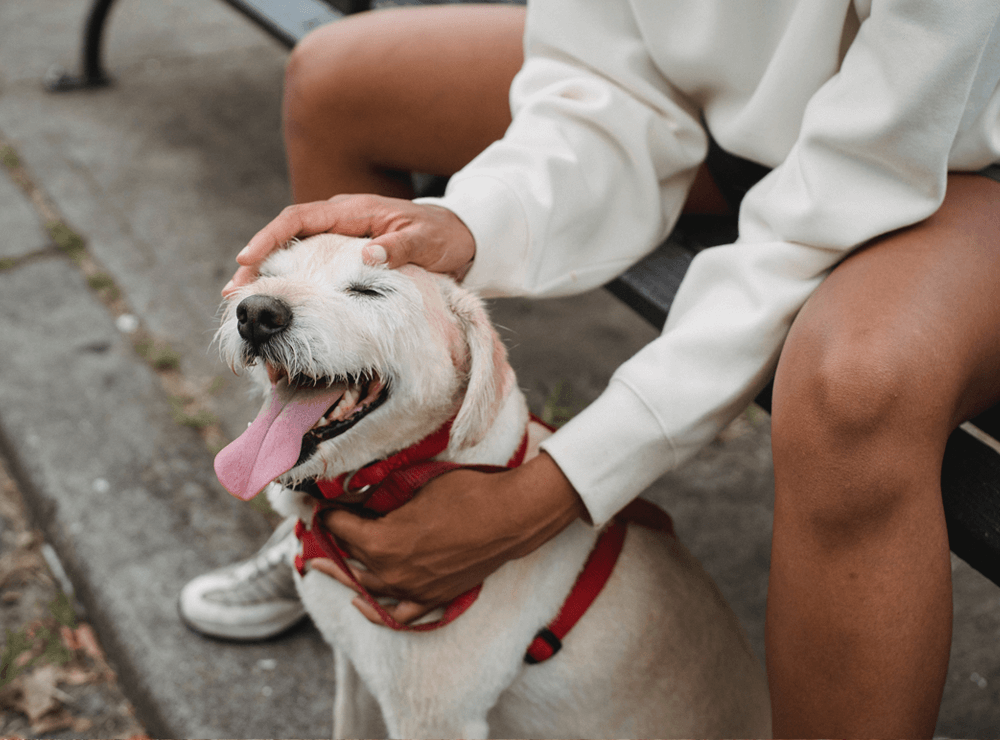 rover pet sitter jobs in New York, NY